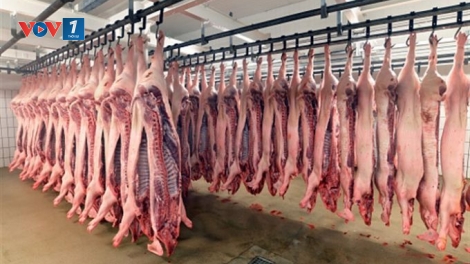 Cấp đông thịt lợn – chuyện không dễ (12/6/2019)