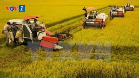 Đồng bằng sông Cửu Long: Phát triển nông thôn mới bền vững (20/6/2019)