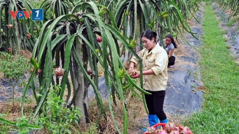 Vĩnh Phúc phát triển sản phẩm đặc trưng hướng đến nông thôn mới bền vững (28/6/2019)