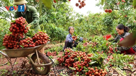 Vụ vải thiều 2019 chất lượng quả cao hơn năm ngoái (1/6/2019)