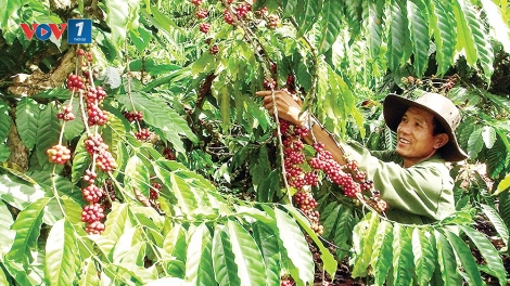 Tái canh đúng cách để ngành cà phê phát triển bền vững (6/6/2019)