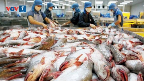 Làm sao để xuất khẩu cá tra ổn định, khi Trung Quốc không còn là thị trường dễ tính? (10/6/2019)