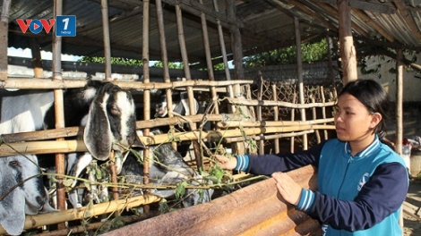 Mô hình liên kết chuỗi trong chăn nuôi: Tận thu phụ phẩm nông nghiệp, giảm ô nhiễm môi trường (26/6/2019)
