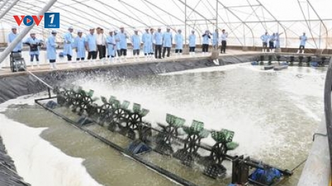Giải pháp khuyến khích ứng dụng công nghệ cao trong nuôi tôm (22/6/2019)