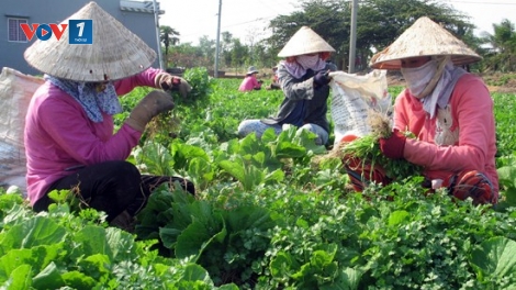 Loạt bài: Làm gì để Nghị quyết 120 đưa đồng bằng sông Cửu Long "cất cánh"? Bài 1: "Những mô hình mới, cách làm hay thích ứng với biến đổi khí hậu" (17/6/2019)