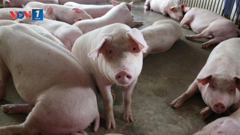 Giá thịt lợn hơi tăng mạnh, sau thời gian giảm sâu vì dịch tả lợn Châu Phi (10/6/2019)