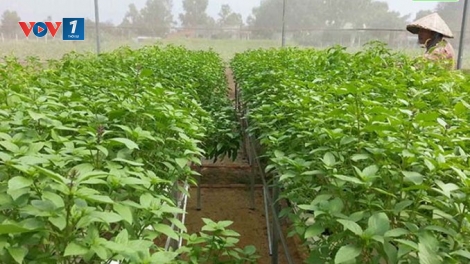 Sản xuất cây dược liệu ứng dụng công nghệ cao (29/5/2019)