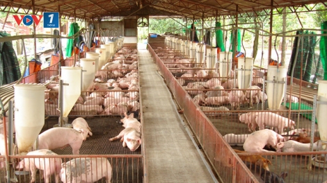 Dịch tả lợn Châu Phi: Dịch bệnh nguy hiểm hay quản lý yếu kém? (13/6/2019)