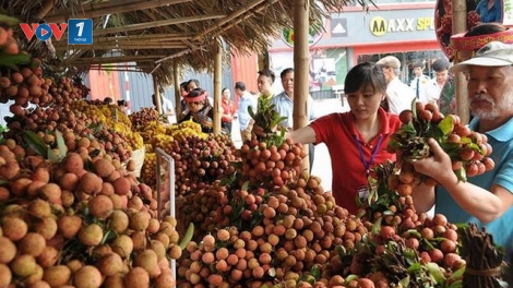 Vải thiều thời 4.0: Thẳng đường xuất khẩu chính ngạch (11/6/2019)