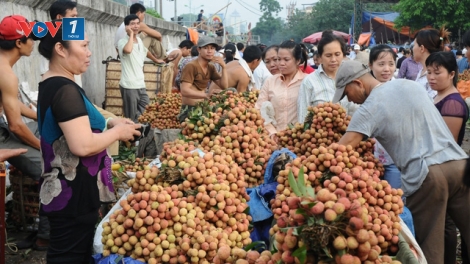 Tiêu thụ nông sản bền vững: Kinh nghiệm từ vụ vải thiều Bắc Giang (4/6/2019)