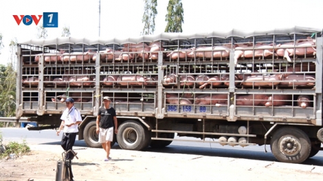Cần xử lý nghiêm những kẻ "nối giáo cho dịch" (12/7/2019)