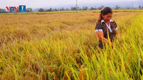 Nhập nhèm giống lúa trong sản xuất nông nghiệp: Ai chịu trách nhiệm? (8/7/2019)
