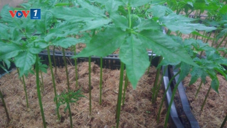 Sản phẩm saponia - sản phẩm dinh dưỡng sâm mầm tươi đầu tiên của Hàn Quốc được trồng ở Việt Nam (7/7/2019)