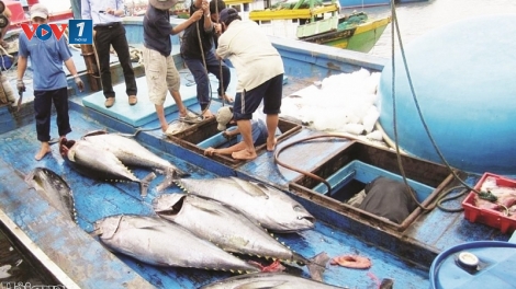 Khắc phục thẻ vàng thủy sản: Càu Mau triển khai những biện pháp mạnh (24/7/2019)