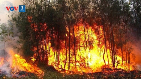Tập trung cao độ phòng cháy, chữa cháy rừng (2/7/2019)