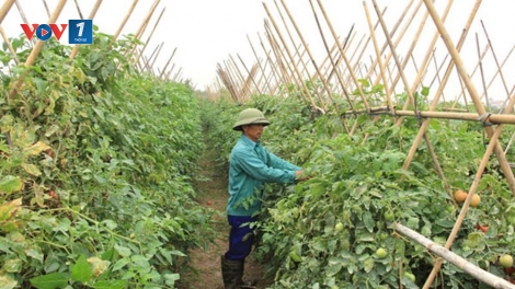 Tháo gỡ khó khăn cho hợp tác xã trong tiếp cận nguồn vốn vay để phát triển (1/7/2019)