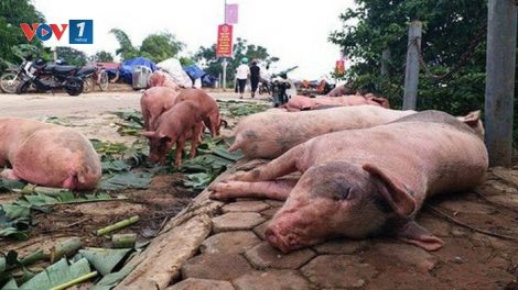 Loạt bài “Dịch tả lợn Châu Phi: Dân thiệt đơn, Nhà nước thiệt kép!”. Bài cuối: "Bất cập trong chính sách hỗ trợ" (17/7/2019)