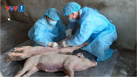 Giải pháp vacxin phòng chống dịch tả lợn châu Phi (12/7/2019)