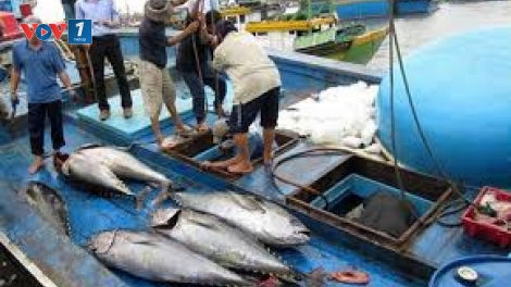 Luật Thủy sản 2017: Cơ hội gỡ thẻ vàng cho thủy sản Việt Nam (3/7/2019)