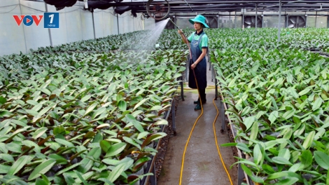 Tháo gỡ những rào cản cho doanh nghiệp đầu tư vào nông nghiệp (25/7/2019)
