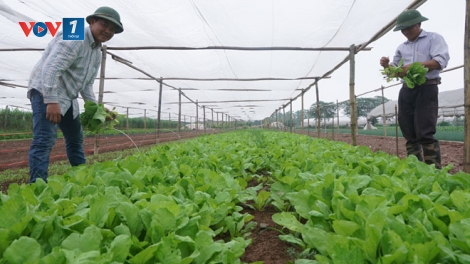 Giải pháp hiệu quả nâng cao hoạt động của Hợp tác xã nông nghiệp (22/7/2019)