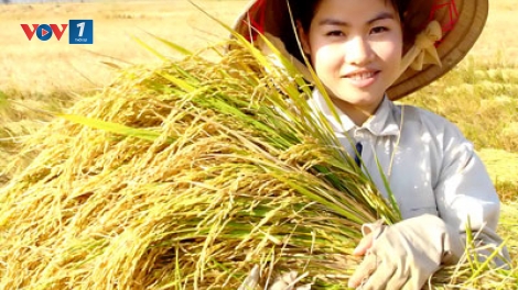 Nghe cách nông dân định vị thương hiệu lúa gạo (17/7/2019)