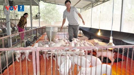 Những giải pháp phát triển chăn nuôi lợn bền vững (4/7/2019)