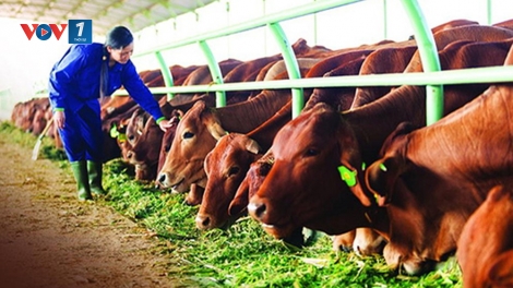 Đẩy mạnh ứng dụng khoa học công nghệ trong chăn nuôi, thích ứng biến đổi khí hậu - Bài học kinh nghiệm của Bình Định (14/8/2019)