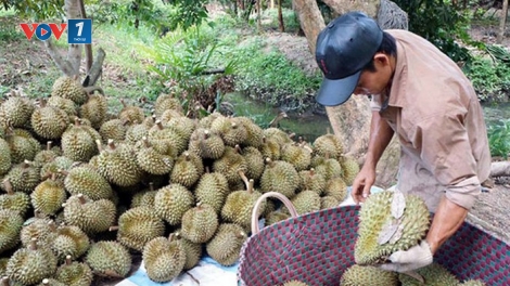 Giá sầu riêng giảm và nỗi lo của người nông dân (29/8/2019)