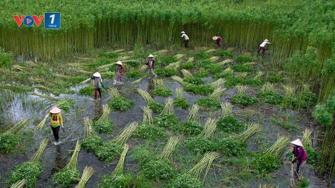 Nông nghiệp Đồng bằng sông Cửu Long làm gì để thích ứng với biến đổi khí hậu? (1/8/2019)