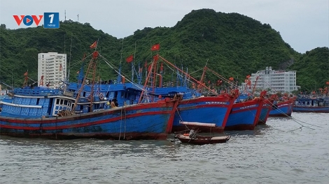 Ngành thủy sản nỗ lực thực hiện quản lý nghề cá, chống đánh bắt bất hợp pháp (31/8/2019)