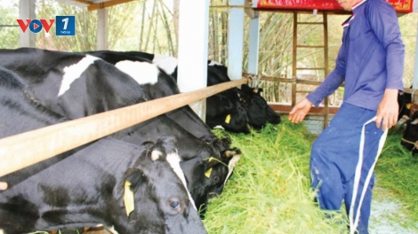 Chăn nuôi áp dụng công nghệ vi sinh thích ứng biến đổi khí hậu (28/8/2019)