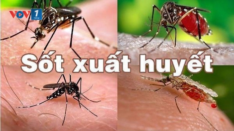 Nguy cơ bùng phát dịch bệnh sốt xuất huyết tại các địa phương (10/8/2019)
