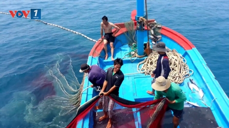 Thúc đẩy minh bạch thông tin trong khai thác thủy sản (7/8/2019)