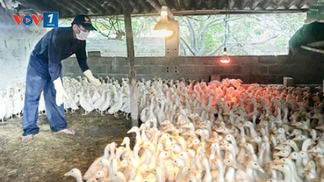 Nâng cao chất lượng con giống góp phần phòng chống bệnh cúm gia cầm (30/8/2019)