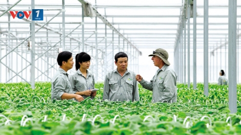 Động lực nào thúc đẩy Hợp tác xã nông nghiệp phát triển bứt phá (3/8/2019)