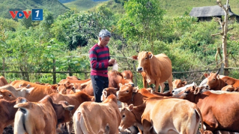 Giải pháp phát triển chăn nuôi đại gia súc các tỉnh miền núi phía Bắc (13/8/2019)