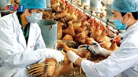 Tác dụng của tiêm phòng Vắc –xin trong phòng chống bệnh cúm gia cầm (22/8/2019)