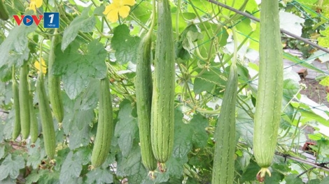 Kỹ thuật trồng mướp cho năng suất cao (16/8/2019)