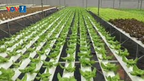Nâng giá trị hàng nông sản bằng khoa học công nghệ (25/8/2019)