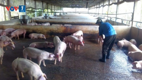Đồng bằng sông Cửu Long: cần quyết liệt Phòng chống dịch tả lợn Châu Phi (26/8/2019)