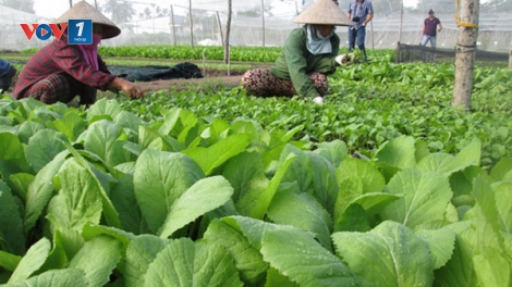 Sử dụng phân bón hữu cơ để có nền nông nghiệp an toàn (29/8/2019)