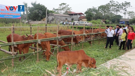 Kinh nghiệm nâng cao chất lượng đàn bò thịt (6/9/2019)