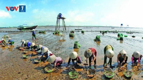 Những người nỗ lực mang lại sự trù phú cho đất và người vùng ven biển Thái Bình (17/9/2019)