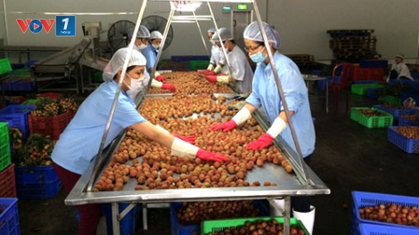 Chế biến sau thu hoạch ứng phó với biến động của thị trường nông sản (20/9/2019)