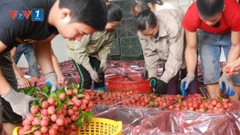 Xuất khẩu hàng hóa nông sản và thủy hải sản sang thị trường Trung Quốc - Cơ hội và thách thức (18/9/2019)