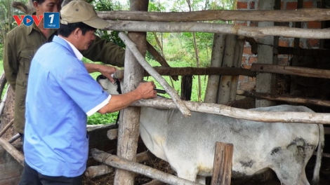 Bảo vệ đàn gia súc gia cầm mùa mưa bão (10/9/2019)