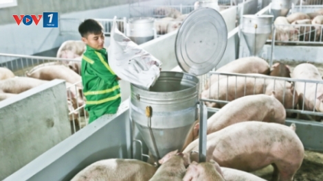 Chăn nuôi an toàn sinh học – giải pháp ổn định nguồn cung thịt cuối năm và phát triển chăn nuôi bền vững (23/9/2019)