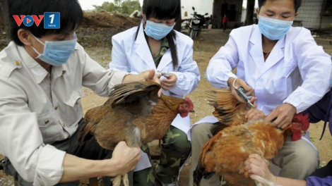 Xây dựng chuỗi sản xuất an toàn dịch bệnh - Giải pháp phòng chống cúm gia cầm (3/9/2019)