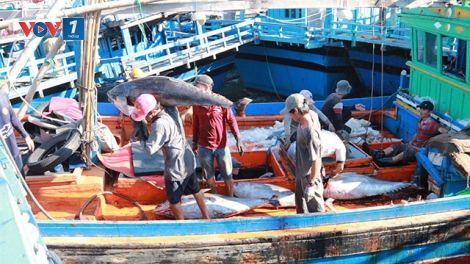 Các địa phương triển khai thực hiện Luật thủy sản 2017 (16/9/2019)